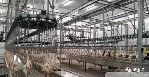 2019中央一號文件發(fā)布,養(yǎng)殖業(yè) 機(jī)遇 來了